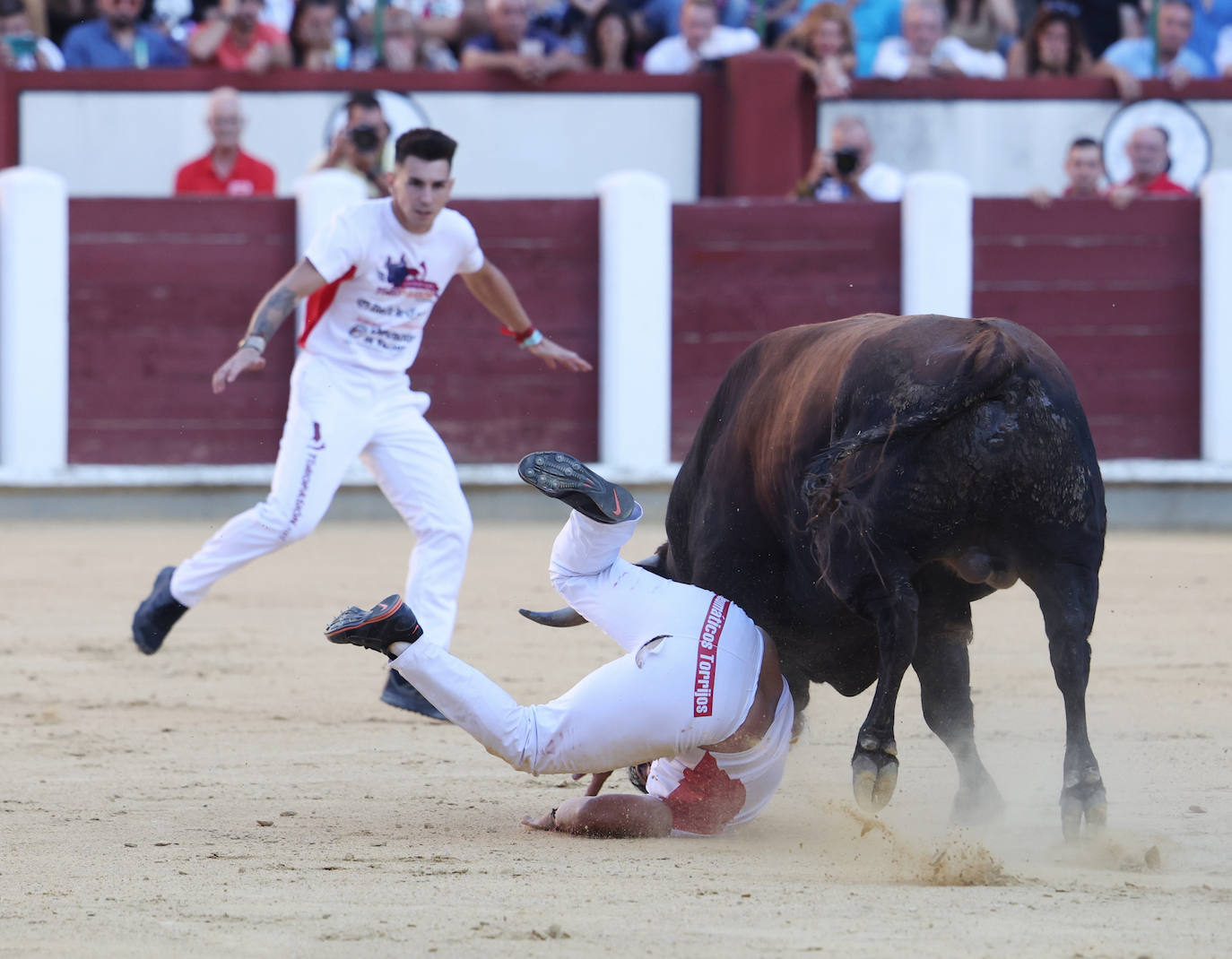 Fotos: La final de Corte Puro, en la plaza de toros de Valladolid