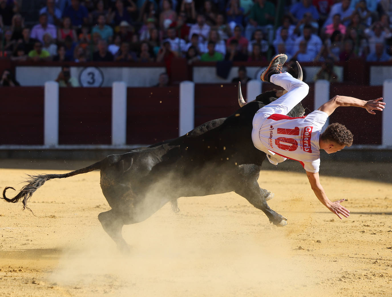 Fotos: La final de Corte Puro, en la plaza de toros de Valladolid