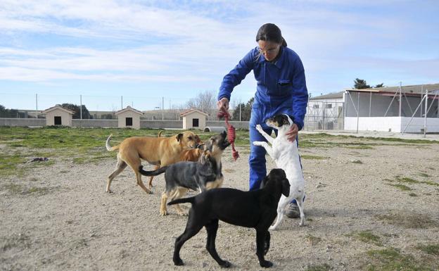 Trabajadora de la Protectora de Animales, con varios perros.