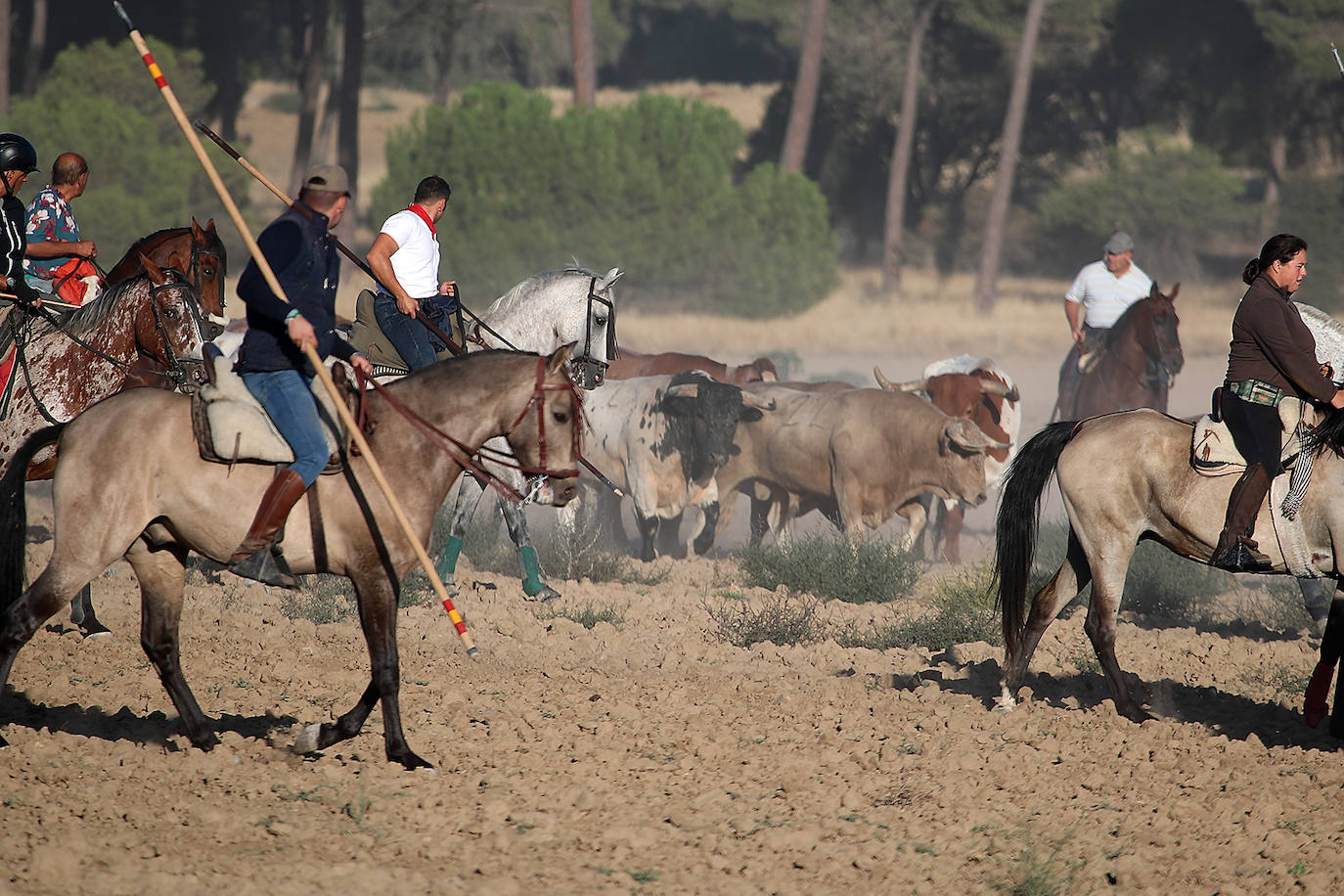 Fotos: Tercer encierro en las fiestas de San Antolín de Medina del Campo
