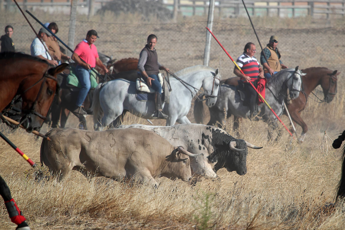 Fotos: Tercer encierro en las fiestas de San Antolín de Medina del Campo