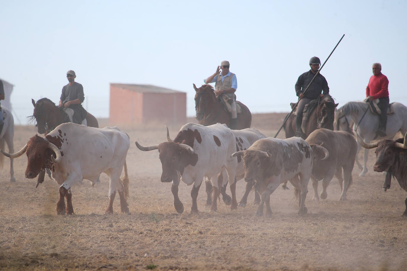 Fotos: Tercer encierro en las fiestas de San Antolín de Medina del Campo