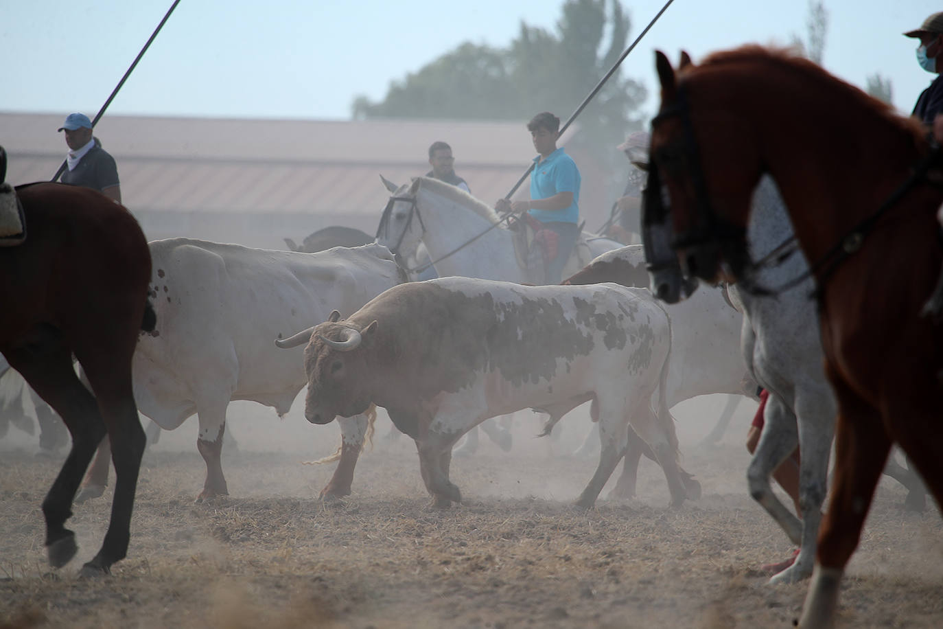 Fotos: Tercer encierro en las fiestas de San Antolín de Medina del Campo