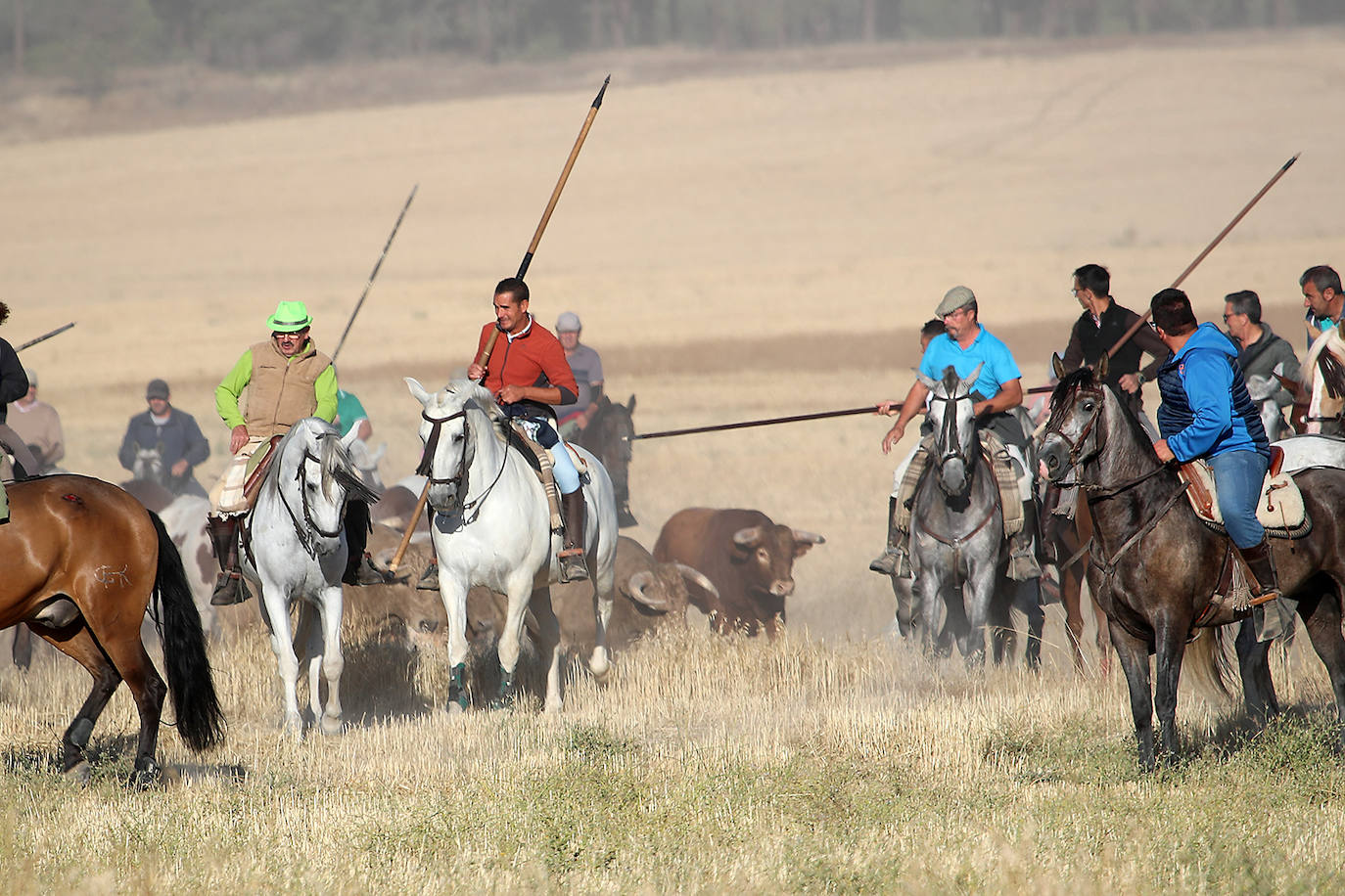 Fotos: Tercer encierro en las fiestas de San Antolín de Medina del Campo
