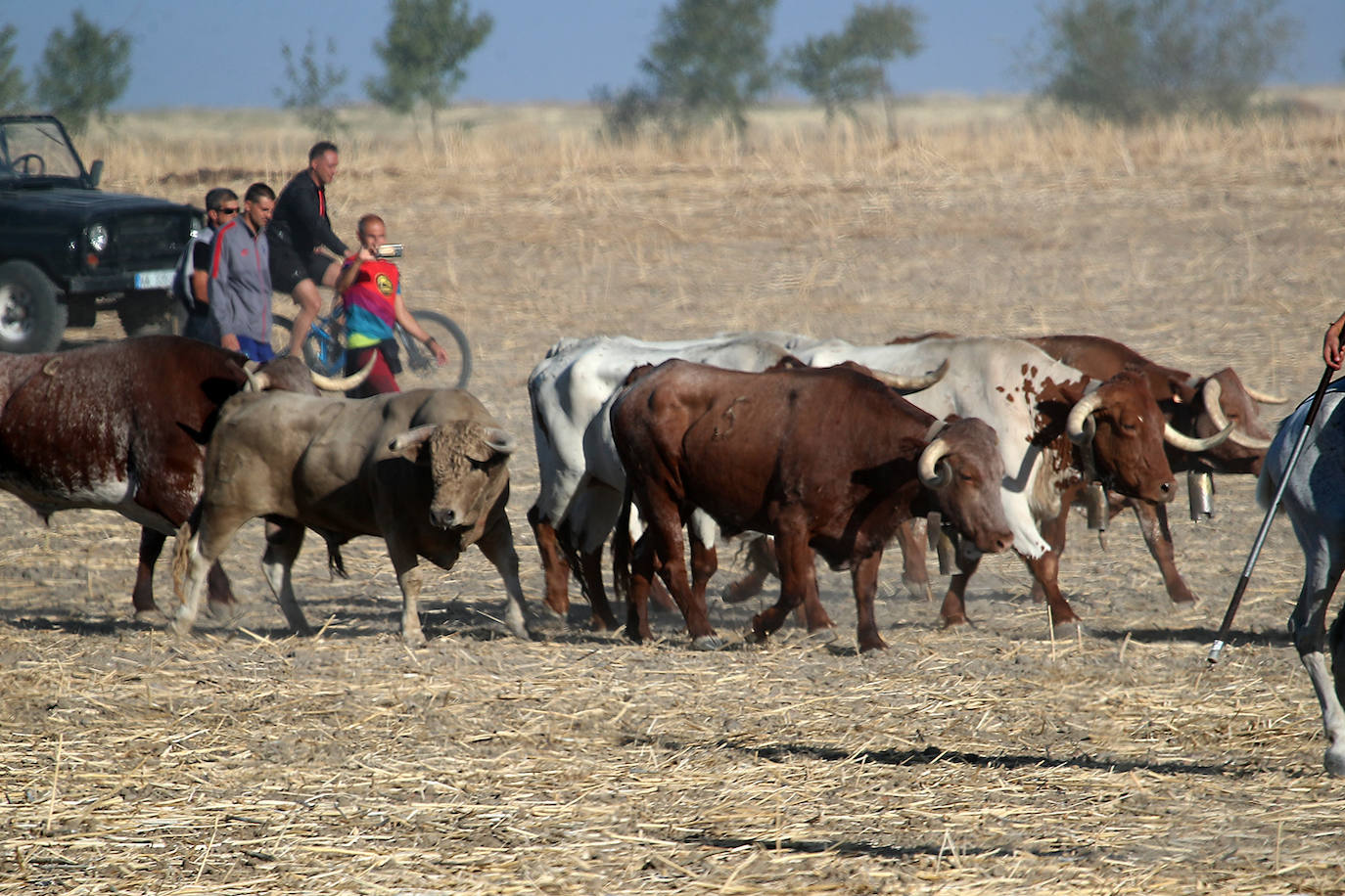 Fotos: Tercer encierro en las fiestas de San Antolín de Medina del Campo