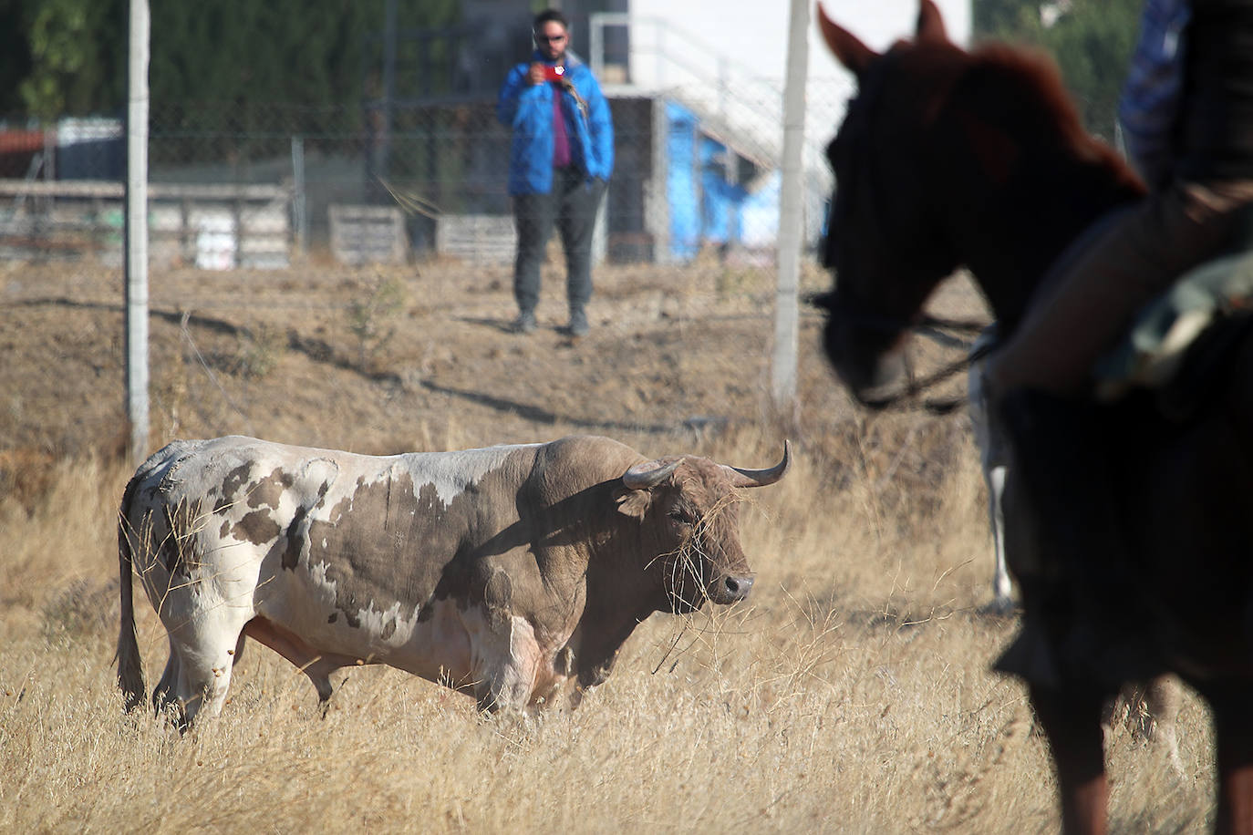 Fotos: Tercer encierro en las fiestas de San Antolín de Medina del Campo
