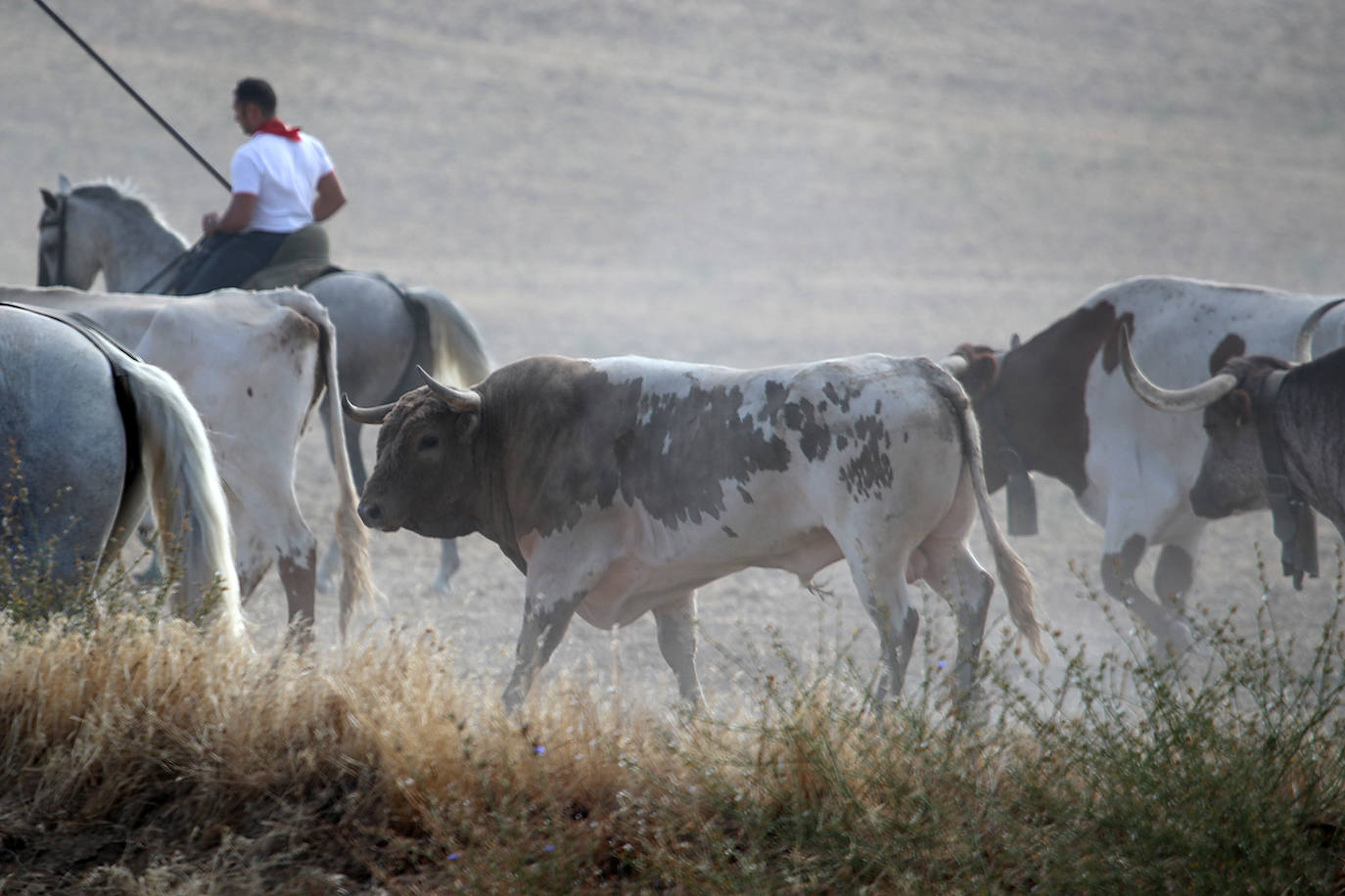Fotos: Tercer encierro en las fiestas de San Antolín de Medina del Campo