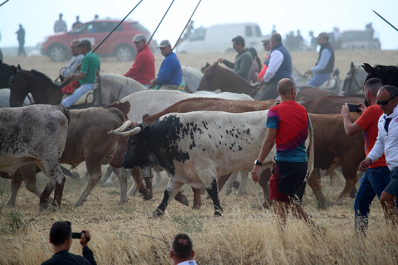 Fotos: Tercer encierro en las fiestas de San Antolín de Medina del Campo