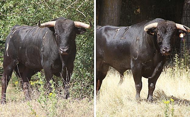 Bandido y Buenacara, dos de los novillos de la finca Toropasión que se lidiarán en Riaza. 