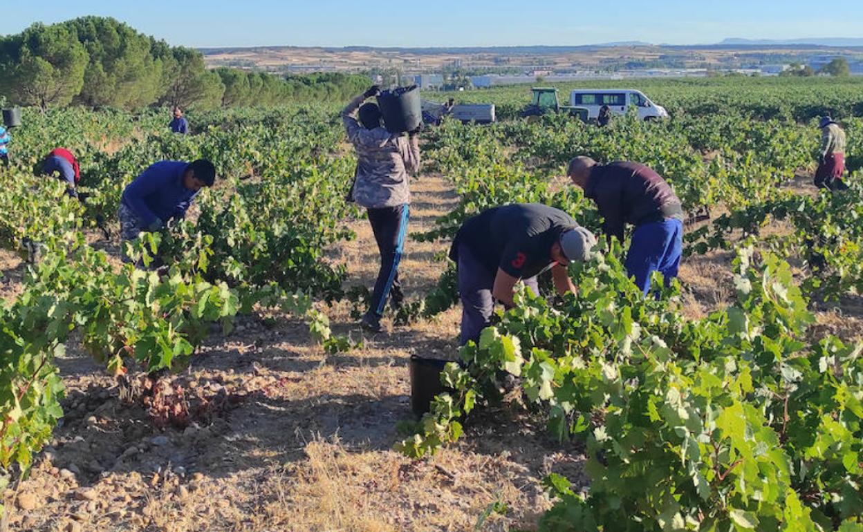 Vendimia manual en un viñedo de Finca Torremilanos, en la Ribera del Duero burgalesa