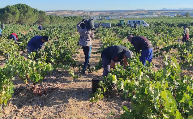 Ribera prevé una vendimia larga y una uva de calidad excepcional 