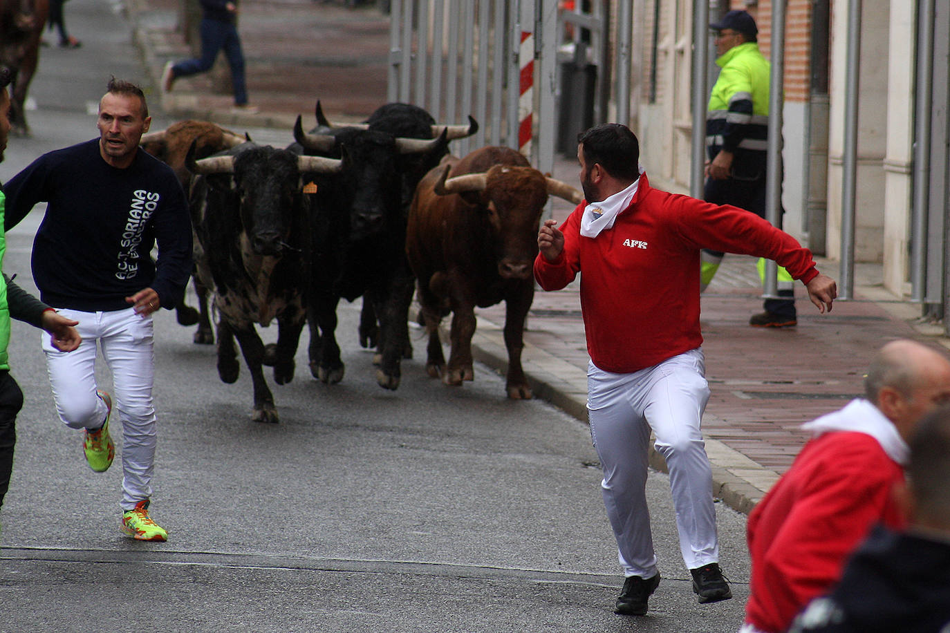 Fotos: Último encierro de las fiestas de San Antolín de Medina del Campo, en imágenes