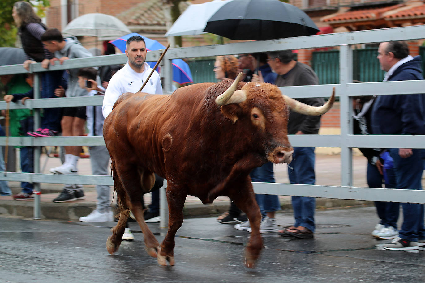 Fotos: Último encierro de las fiestas de San Antolín de Medina del Campo, en imágenes