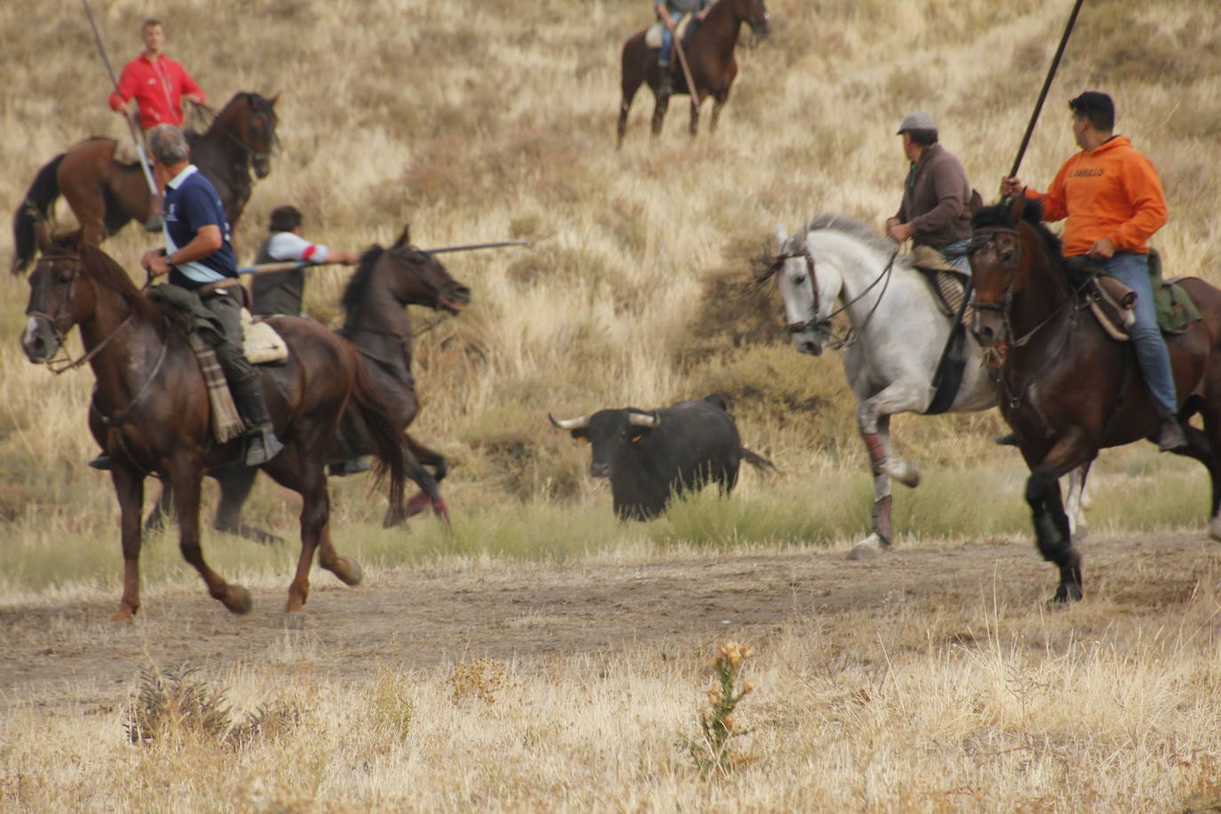 Fotos: Encierro mixto en Portillo (2/2)