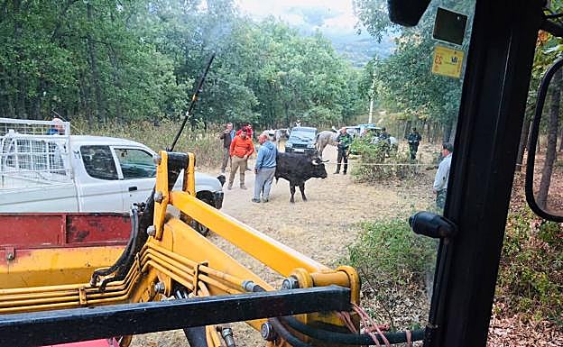 Momento de la captura del toro a primera hora de este viernes.