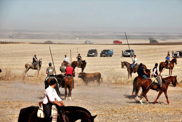 Fotos: Encierro mixto campo a través en las fiestas patronales de Portillo