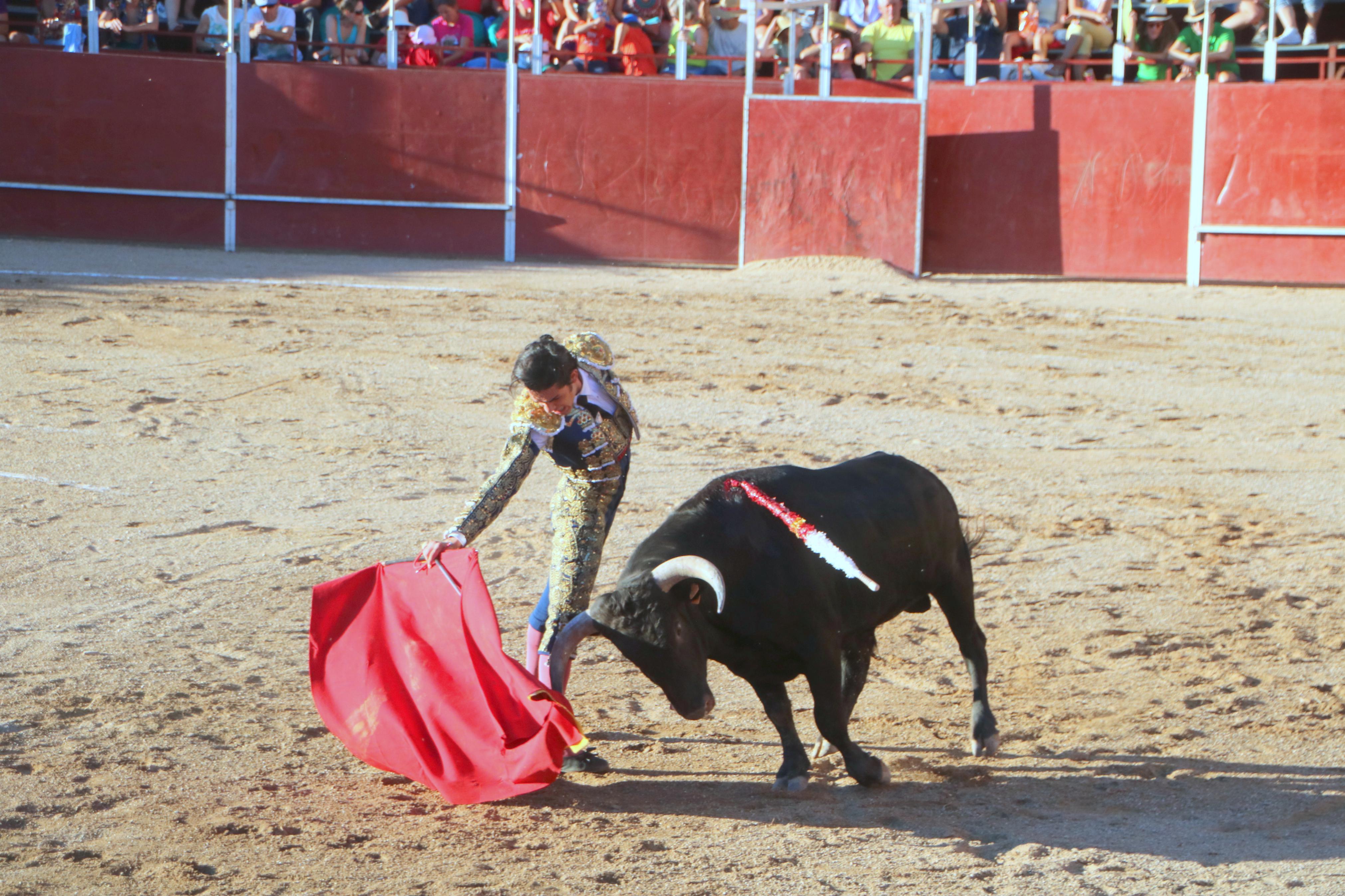 Baltanás celebra unos animados festejos taurinos con motivo de sus fiestas de la Virgen de Revilla