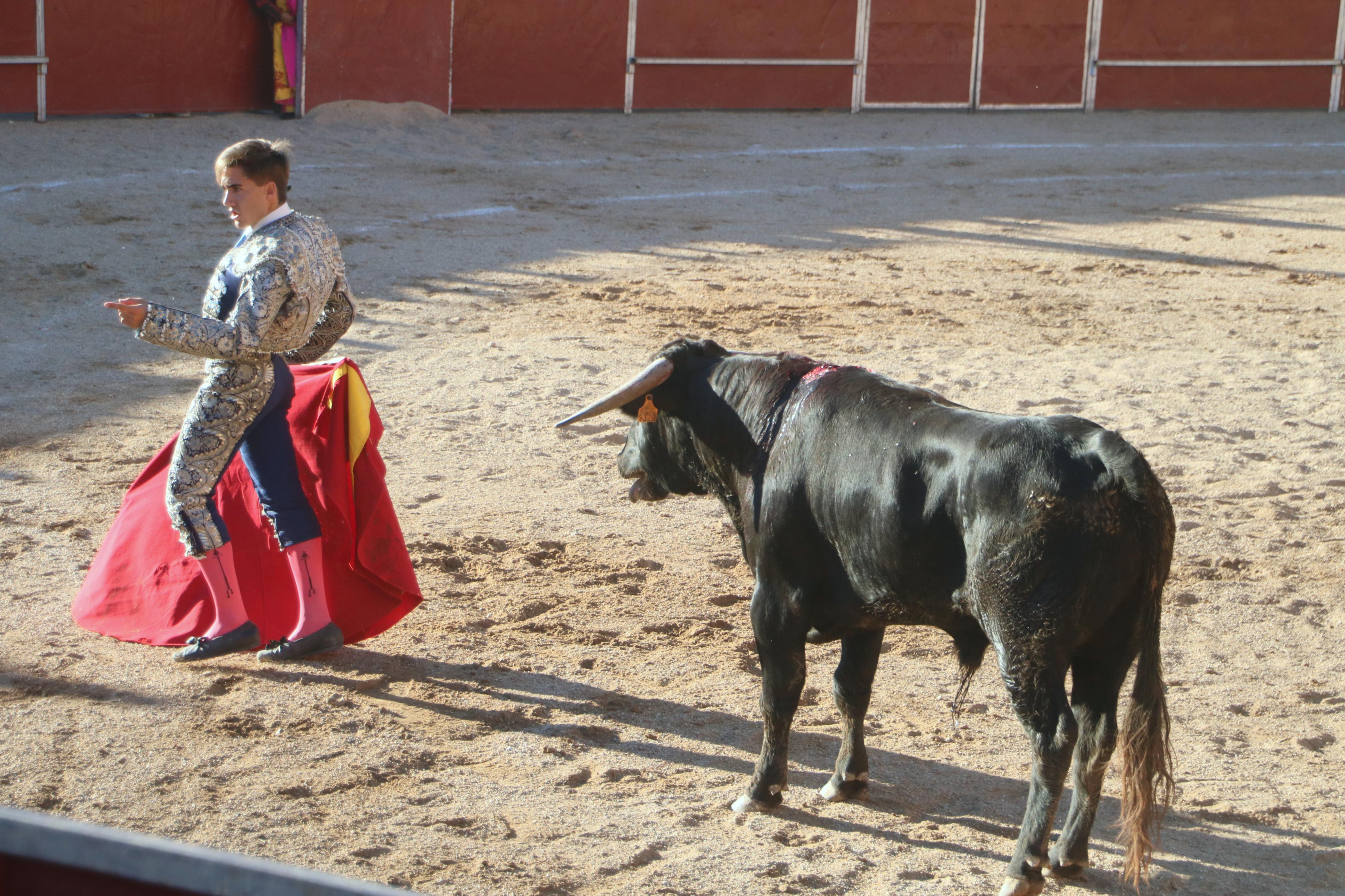 Baltanás celebra unos animados festejos taurinos con motivo de sus fiestas de la Virgen de Revilla