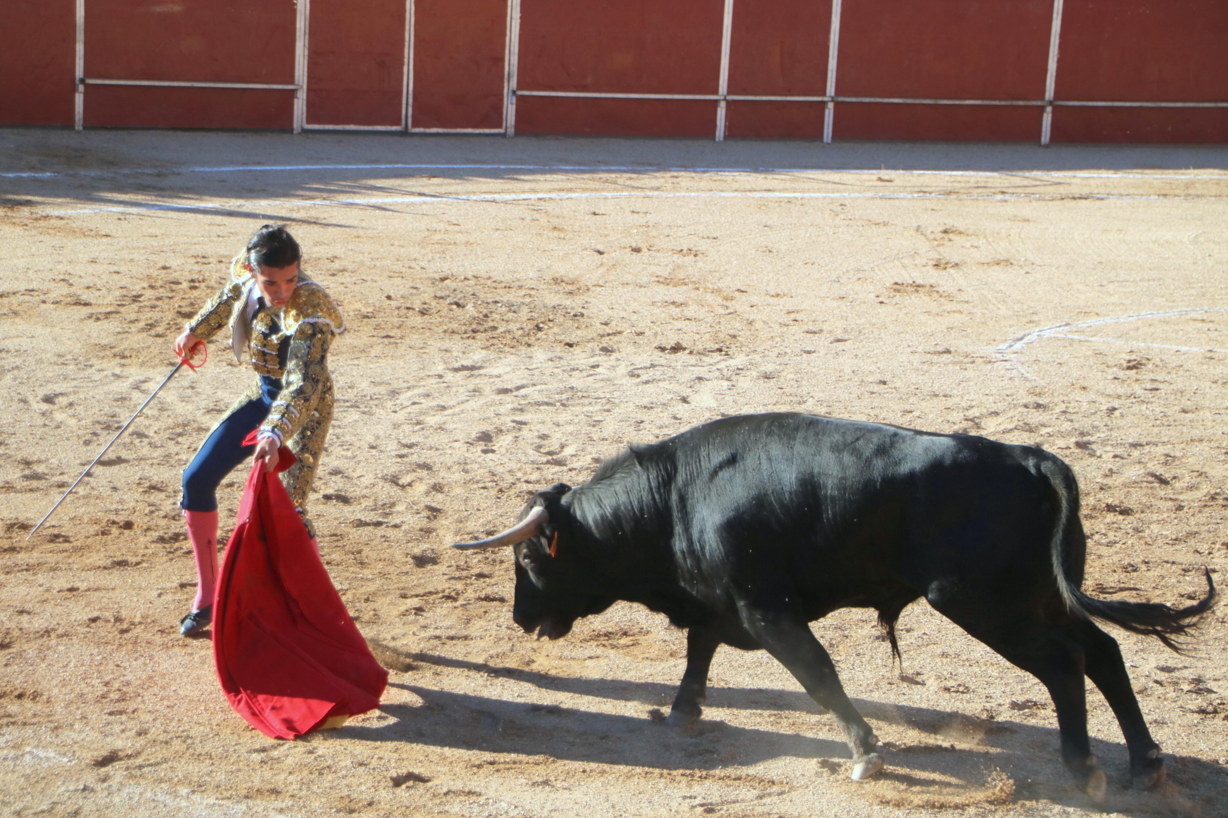 Baltanás celebra unos animados festejos taurinos con motivo de sus fiestas de la Virgen de Revilla