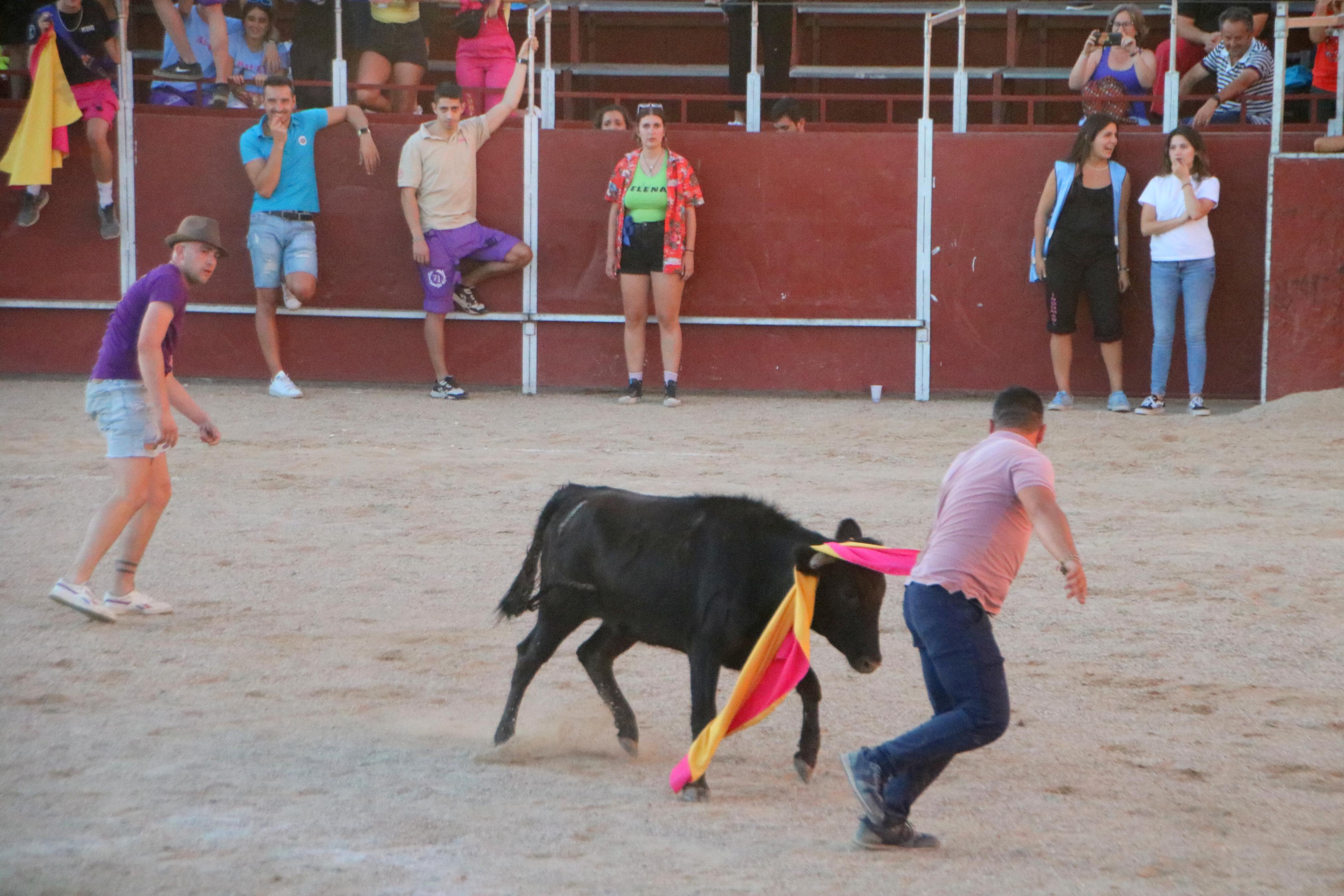 Baltanás celebra unos animados festejos taurinos con motivo de sus fiestas de la Virgen de Revilla