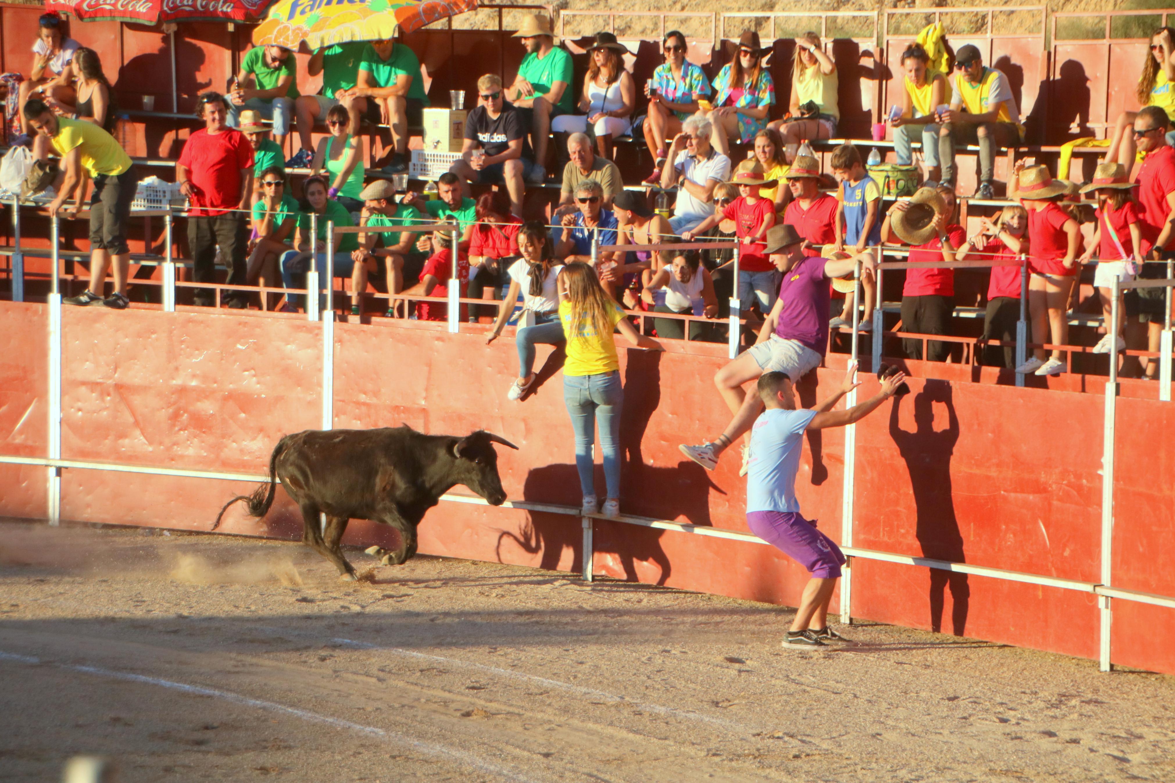 Baltanás celebra unos animados festejos taurinos con motivo de sus fiestas de la Virgen de Revilla