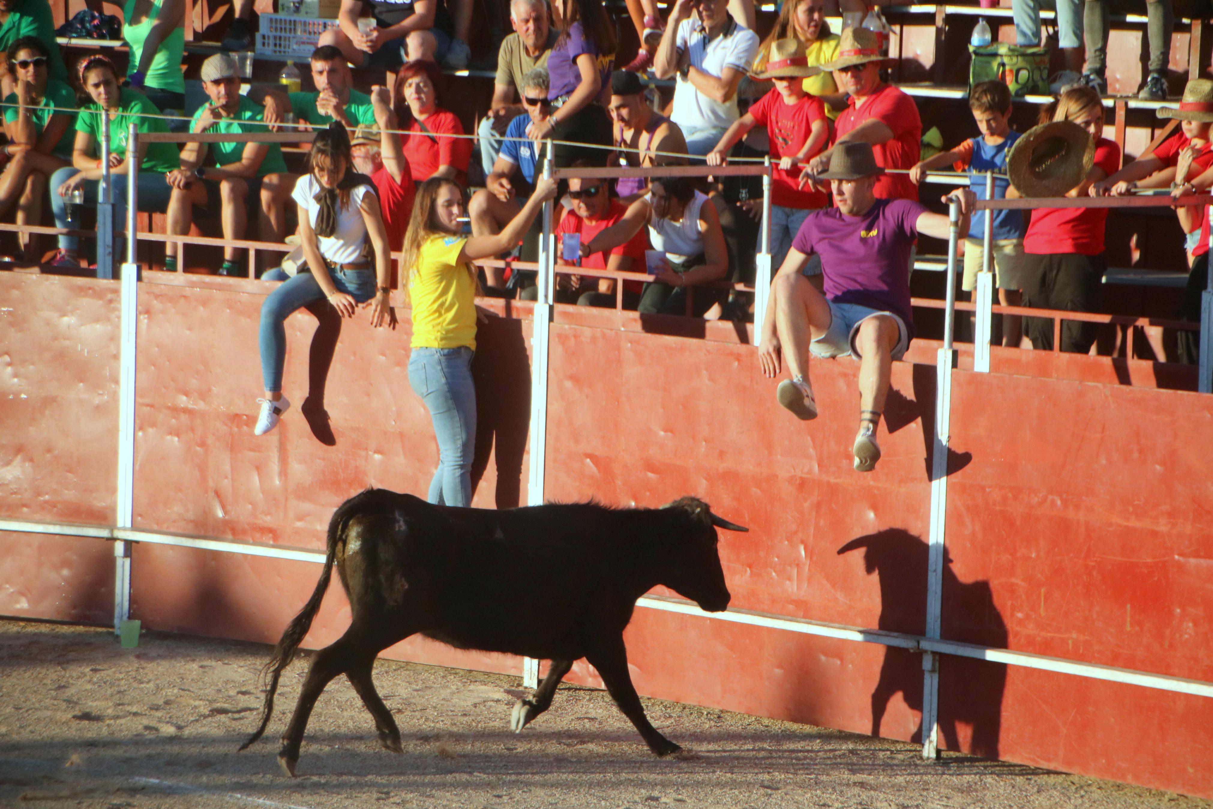 Baltanás celebra unos animados festejos taurinos con motivo de sus fiestas de la Virgen de Revilla