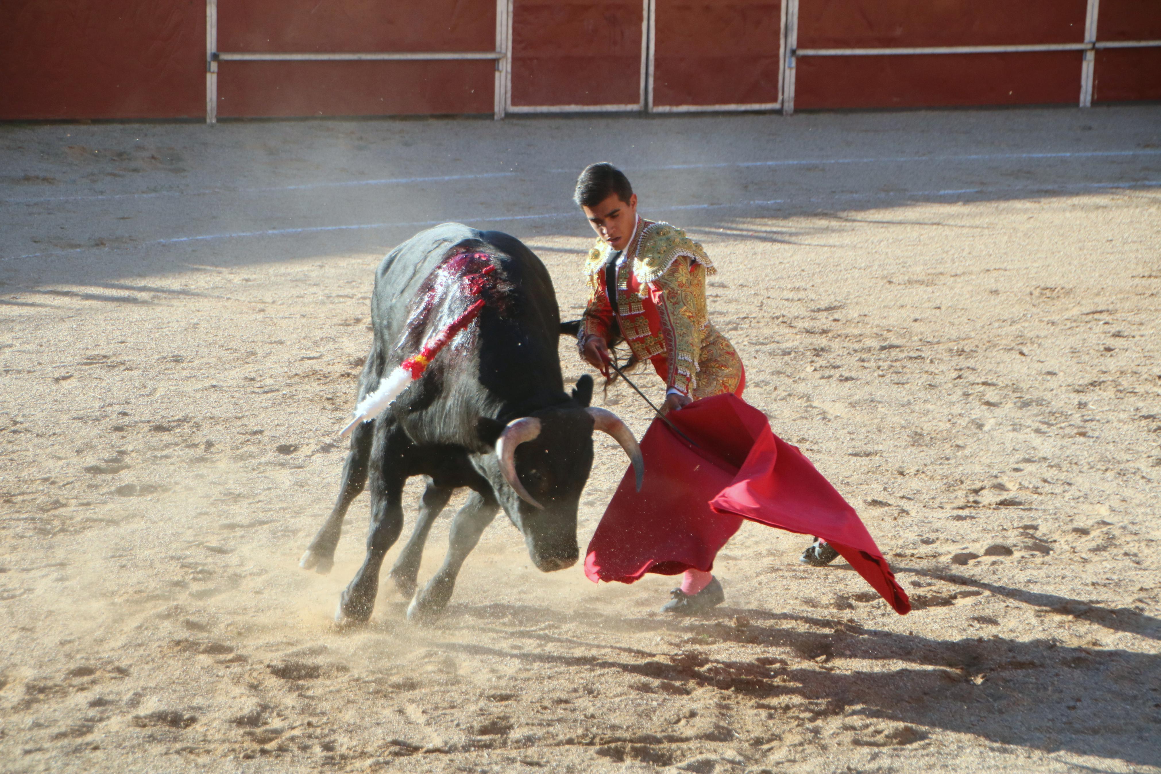 Baltanás celebra unos animados festejos taurinos con motivo de sus fiestas de la Virgen de Revilla