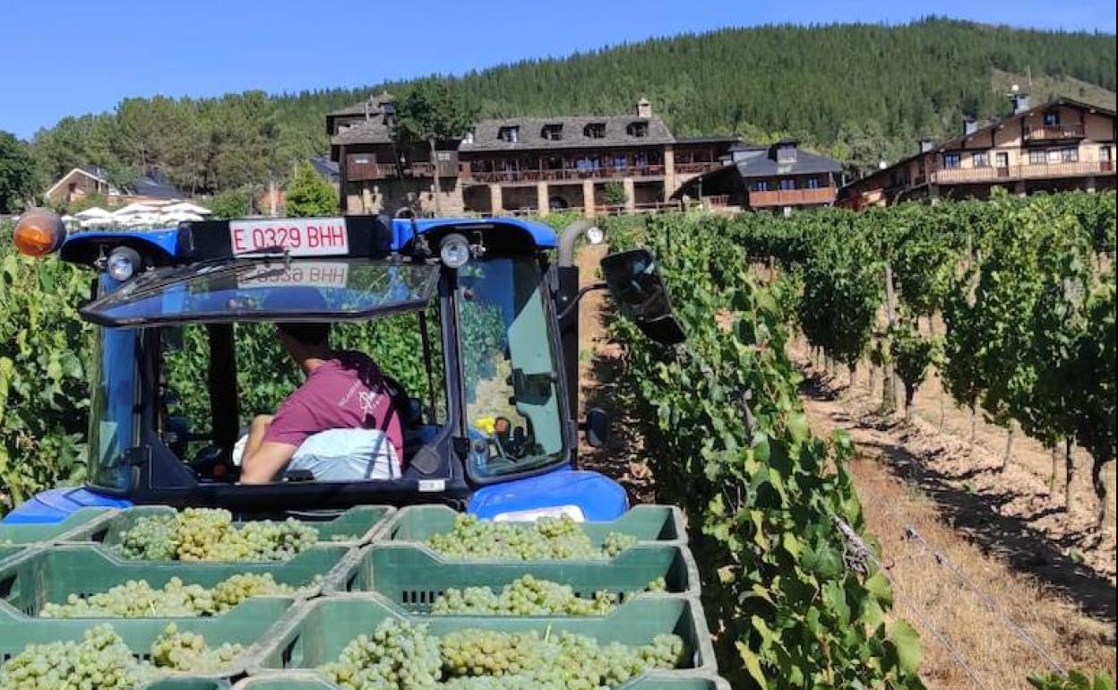 Recolección de uva en el viñedo de la variedad chardonnay plantado junto al Palacio de Canedo. 