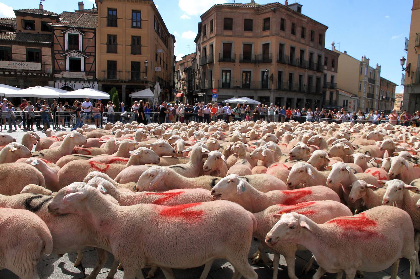 Ovejas este viernes por la mañana en la plaza del Azoguejo.