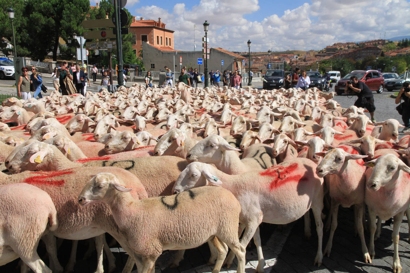 Ovejas este viernes por la mañana en la plaza del Azoguejo.