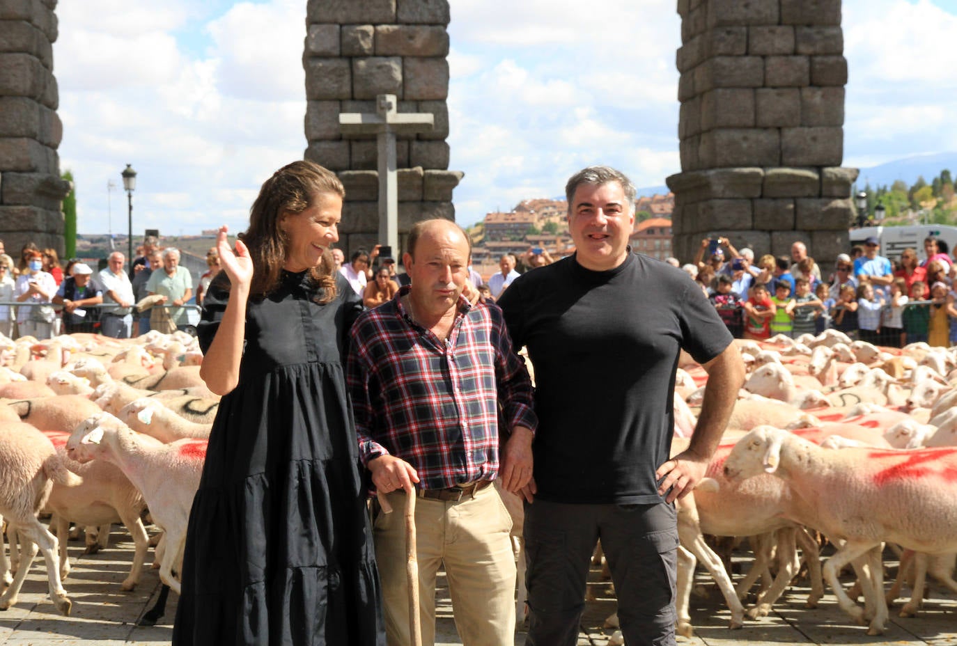 Ovejas este viernes por la mañana en la plaza del Azoguejo.