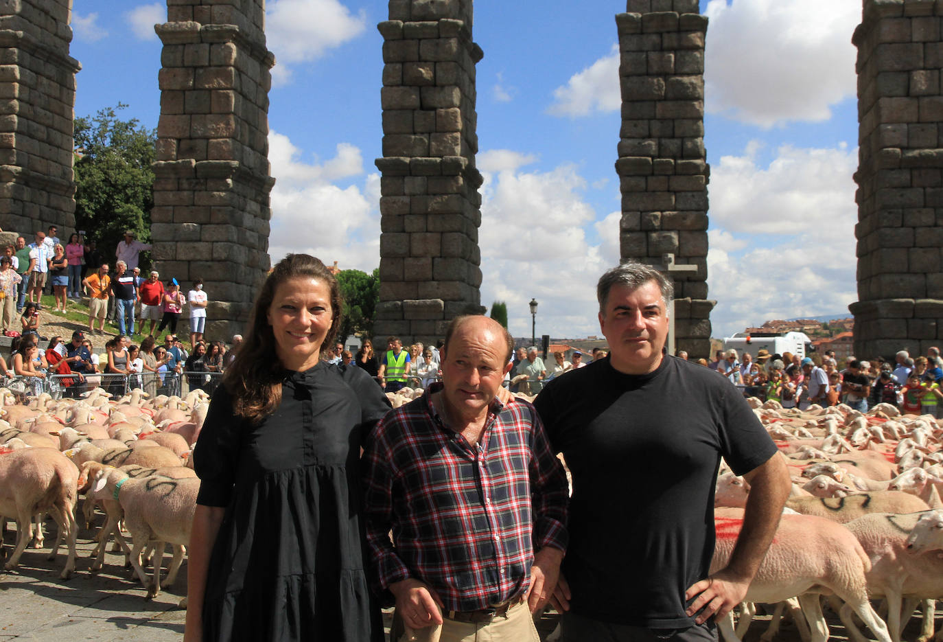 Ovejas este viernes por la mañana en la plaza del Azoguejo.