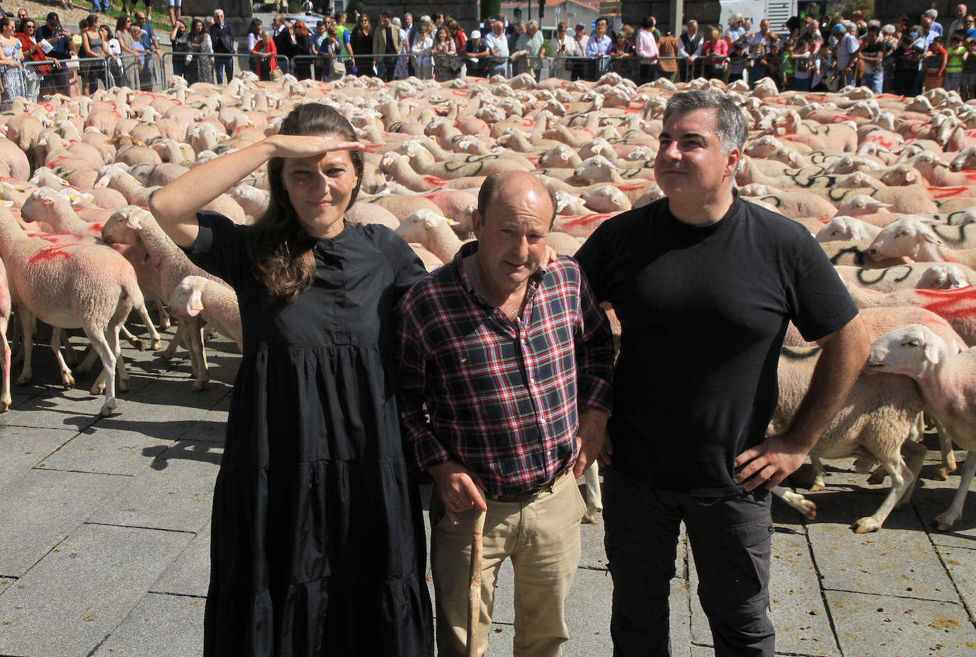 Ovejas este viernes por la mañana en la plaza del Azoguejo.
