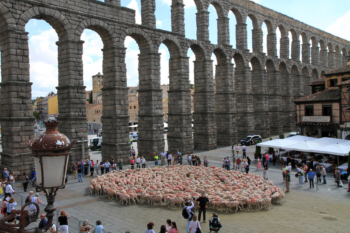 Ovejas este viernes por la mañana en la plaza del Azoguejo.