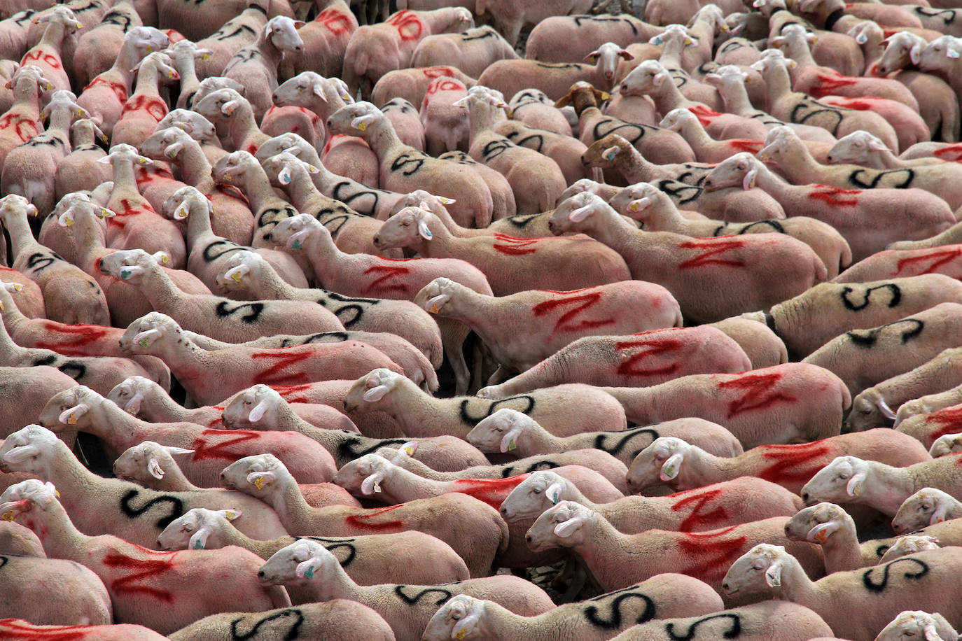 Ovejas este viernes por la mañana en la plaza del Azoguejo.