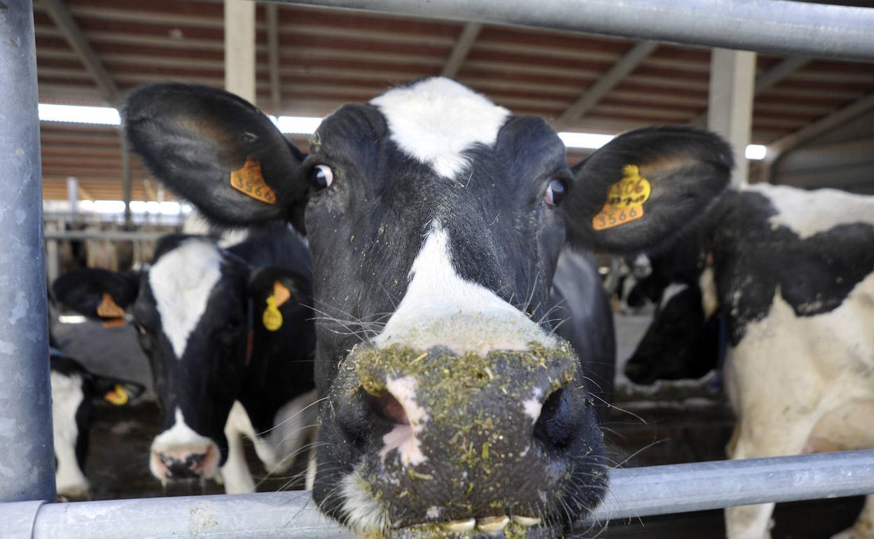 Explotación de vacuno de leche. 