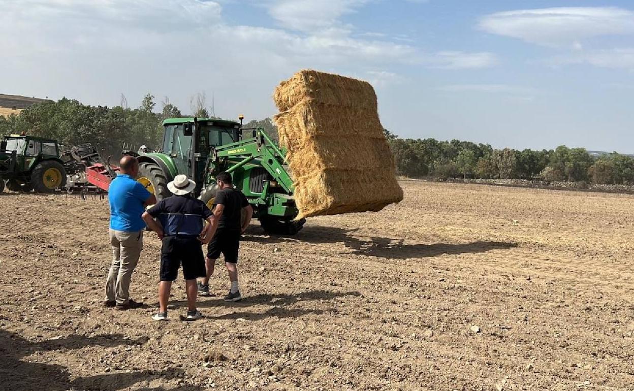 Acopio de alimento por parte de los ganaderos afectados por el incendio de Navafría.