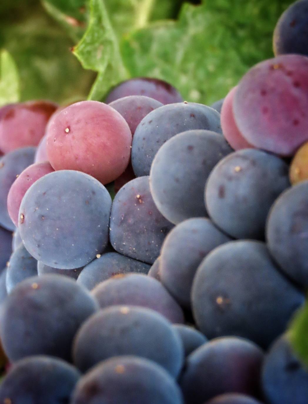 Imagen secundaria 1 - Fotografías ganadoras del III concurso fotográfico del Envero de Cigales 