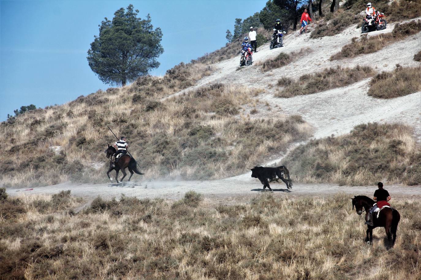 Fotos: Las fiestas de Portillo se despiden con el último encierro mixto