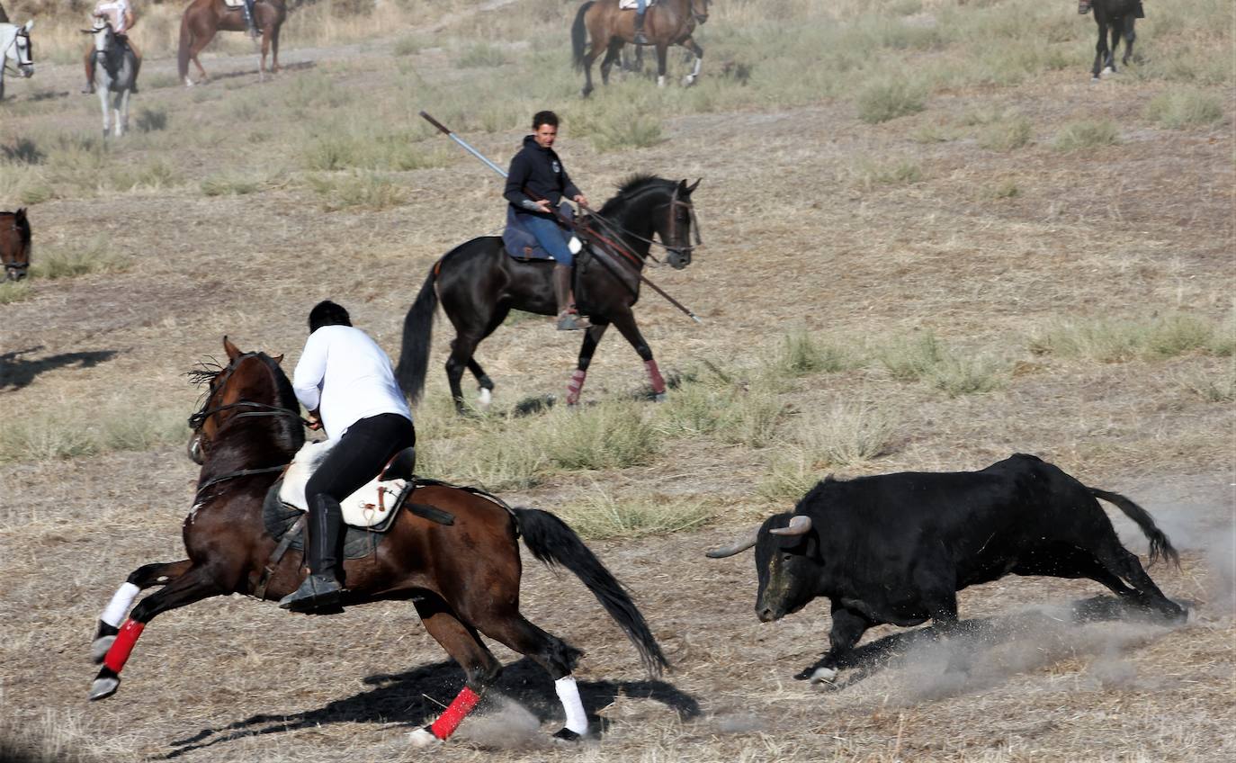 Fotos: Las fiestas de Portillo se despiden con el último encierro mixto