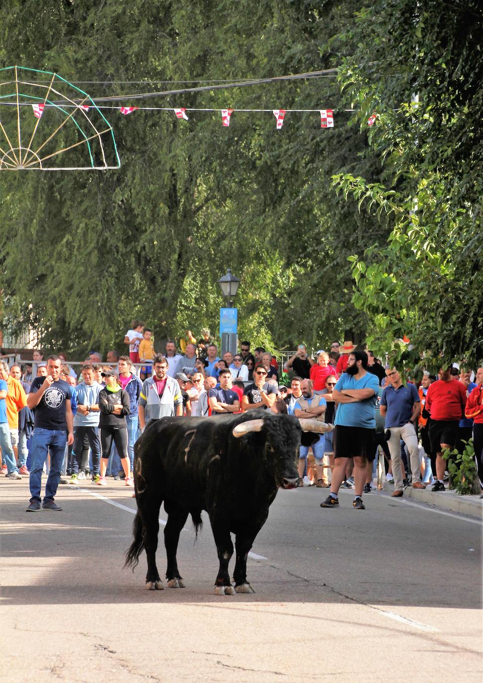 Fotos: Las fiestas de Portillo se despiden con el último encierro mixto