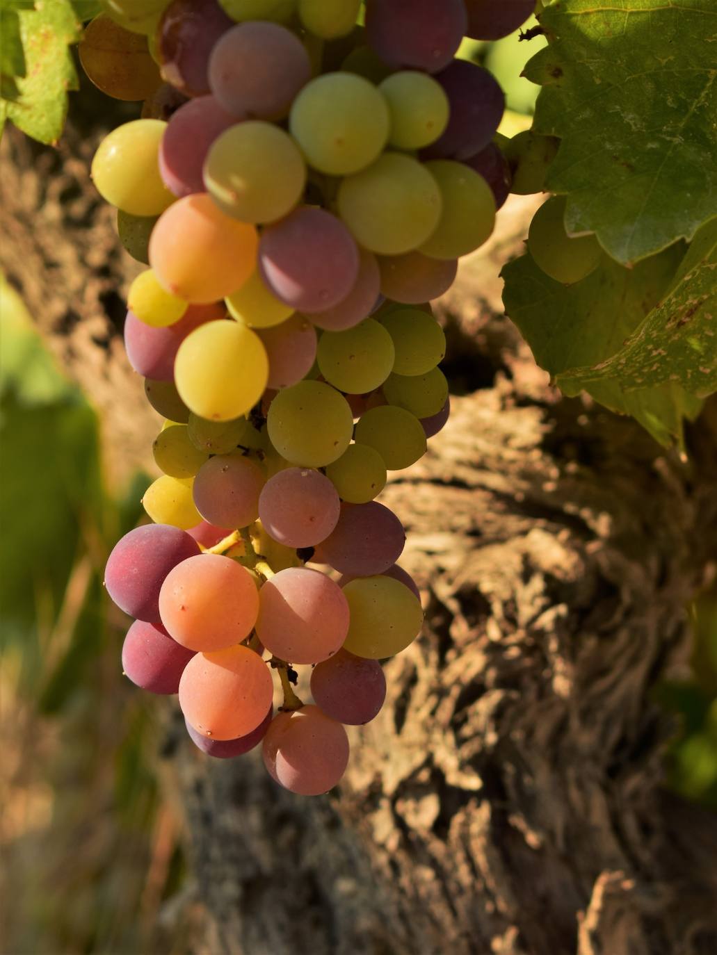Imagen secundaria 2 - Fotografías ganadoras del III concurso fotográfico del Envero de Cigales 