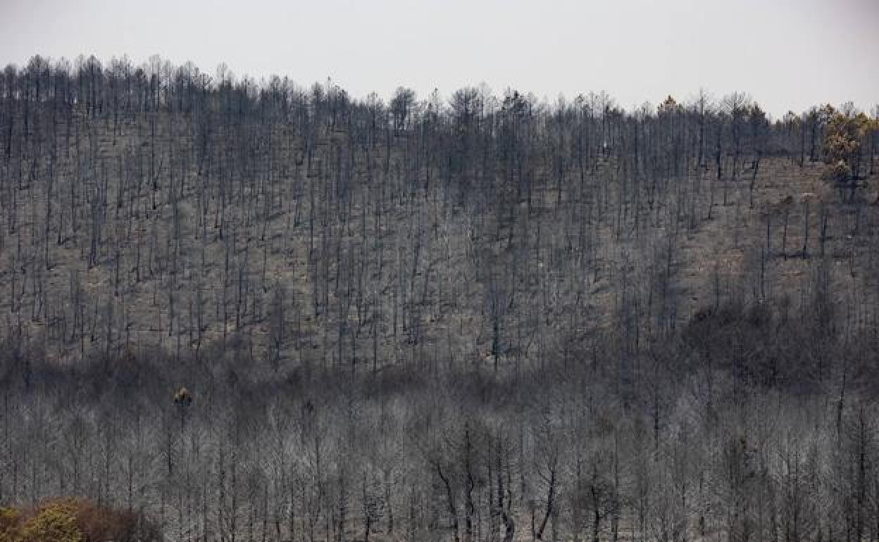 Árboles quemados en el incentio forestal de Monsagro.