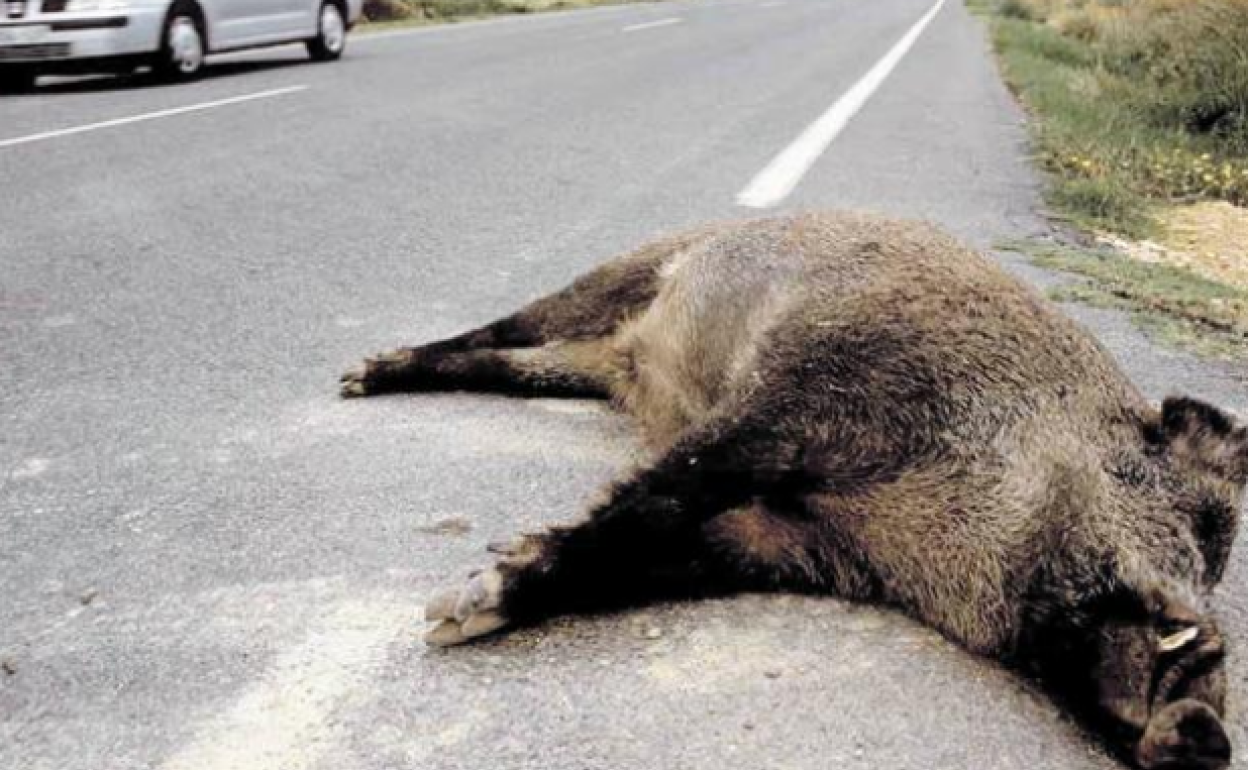 Un jabalí muerto tras un atropello en una carretera convencional de Valladolid. 