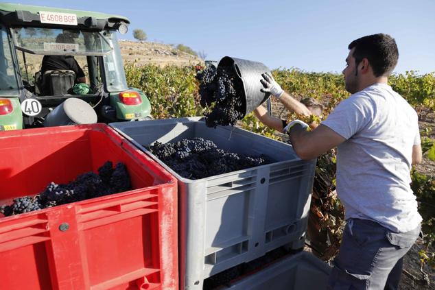 Fotos: La vendimia en la Ribera del Duero