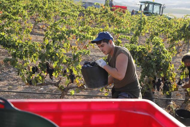 Fotos: La vendimia en la Ribera del Duero