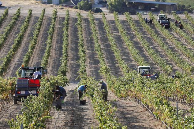 Fotos: La vendimia en la Ribera del Duero