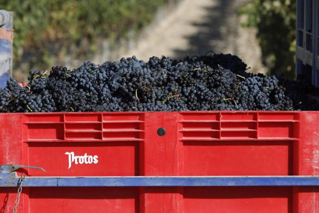 Fotos: La vendimia en la Ribera del Duero