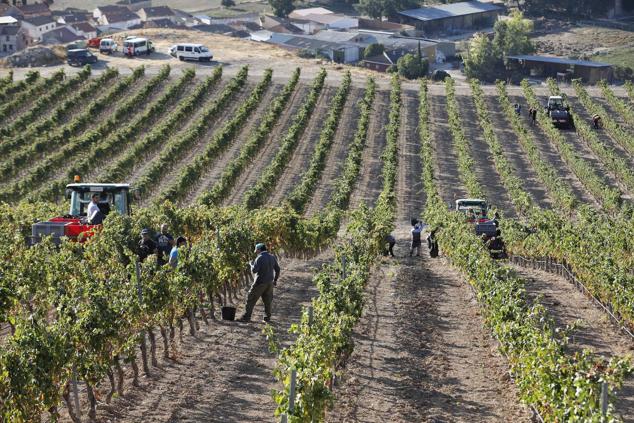 Fotos: La vendimia en la Ribera del Duero