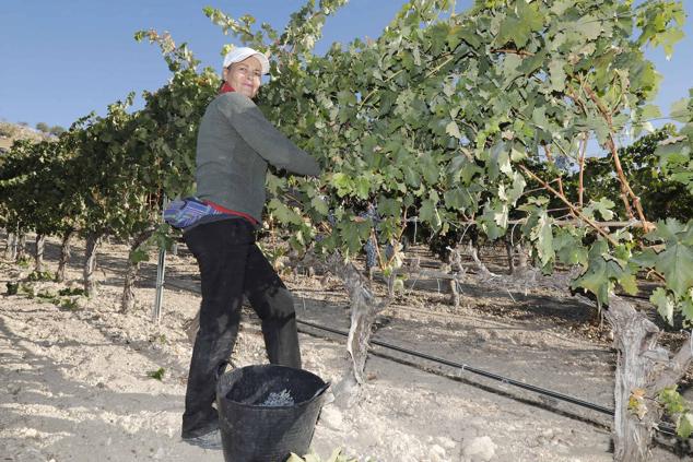 Fotos: La vendimia en la Ribera del Duero